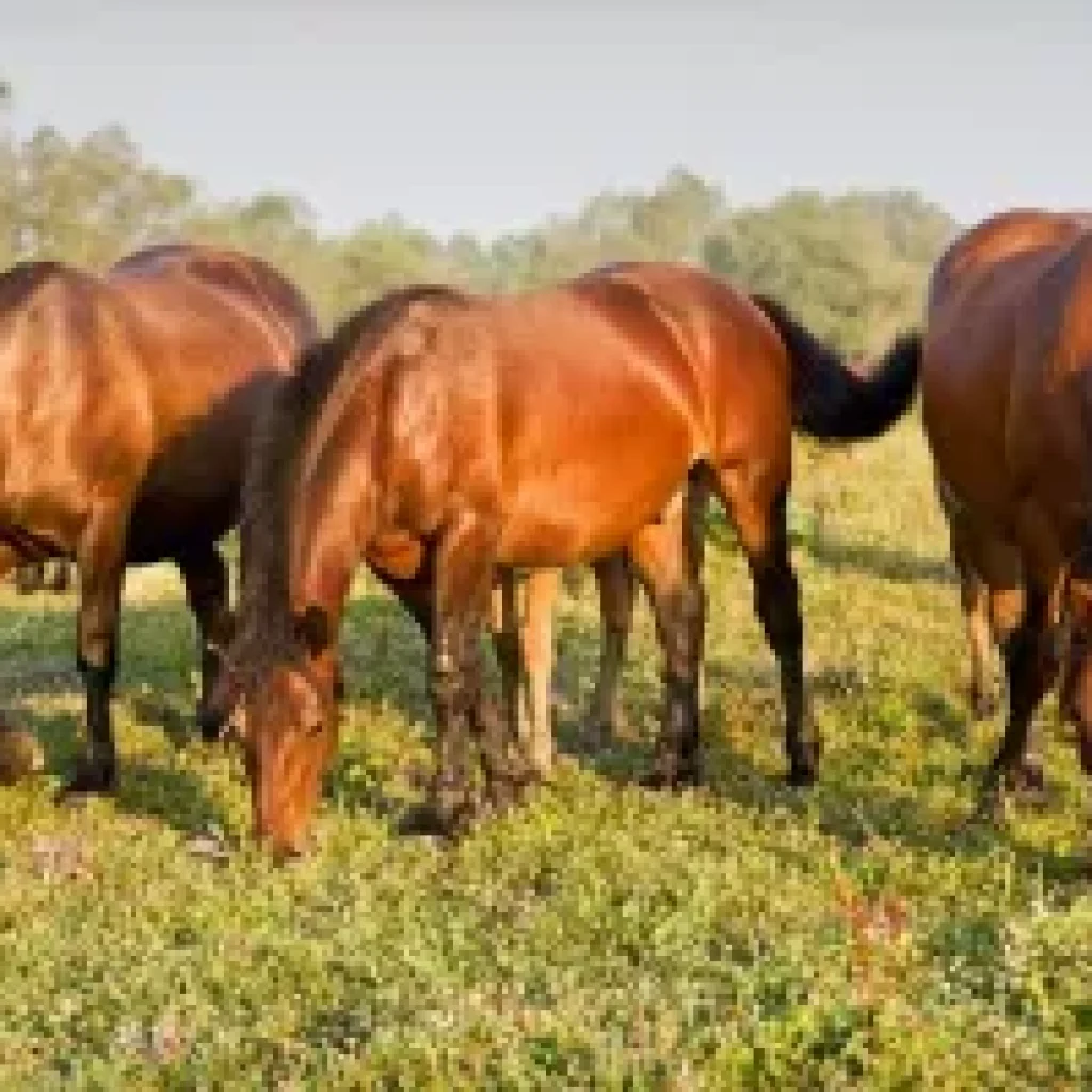 Sisak-Moslavina County